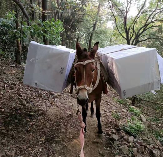 陕西福建骡子运输队