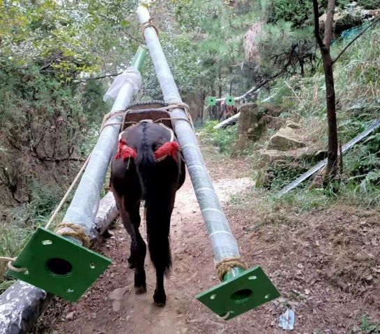 陕西深圳骡子运输队