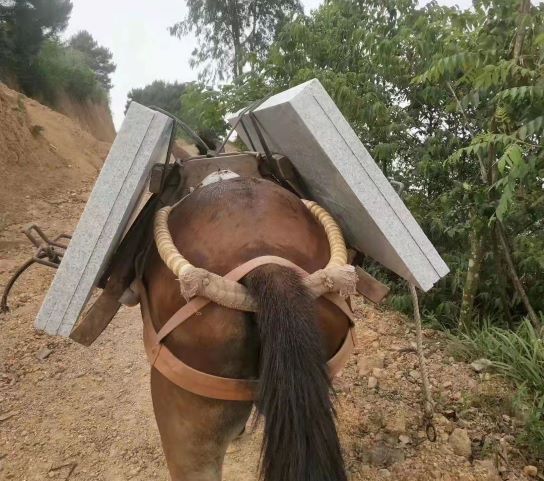 陕西深圳骡马运输队